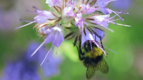Bumblebee collecting nectar on a summer meadow Stock Footage 141106643