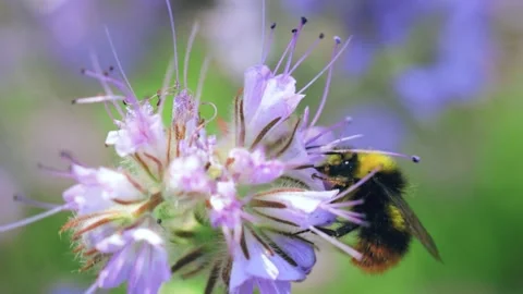 Bumblebee collecting nectar on a summer meadow 库存影片 141106659