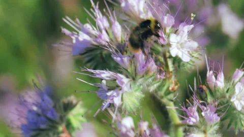 Bumblebee collecting nectar on a summer meadow Stock Footage 141106692