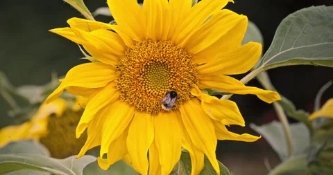 Bumblebee Collecting Nectar on Sunflower Video stock 304394838