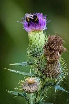 Bumblebee collecting nectar on thistle Stock-Fotos