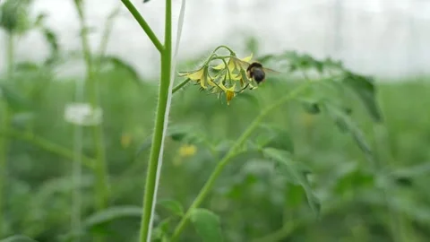 Bumblebee collecting nectar from tomato flower in lush greenhouse environment Stock Footage 320400766