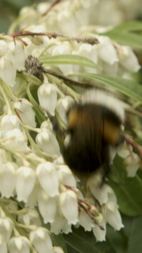 Bumblebee Collecting Nectar From White Bell Flowers in a Lush Green Garden Stock Footage 334954010