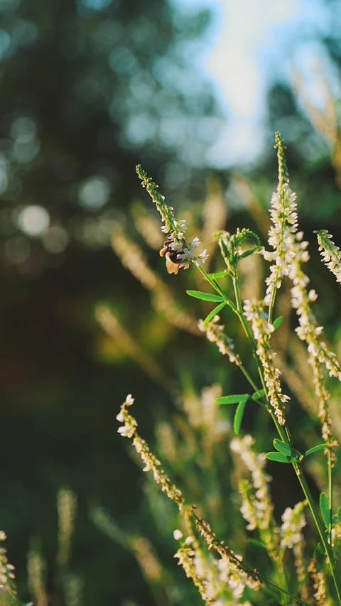 A bumblebee collecting nectar on an white clover flower, Melilotus albus Video stock 278480929
