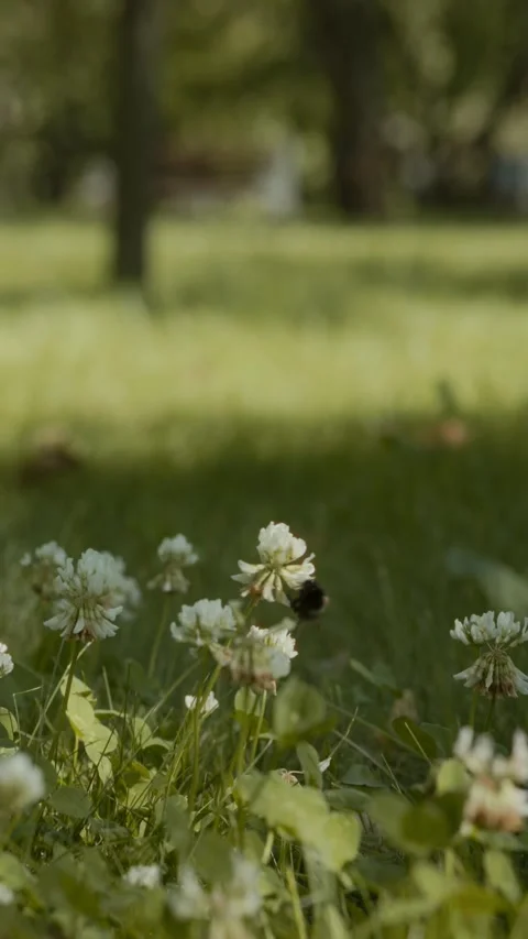 Bumblebee Collecting Nectar on White Clover Flower in Summer Meadow Vídeos de archivo 346104656