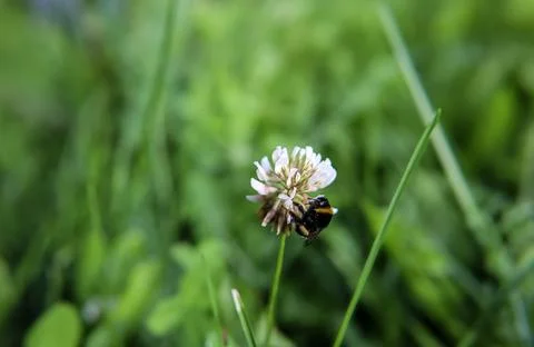 Bumblebee collecting nectar from a white clover flower in a green meadow Stock Photos