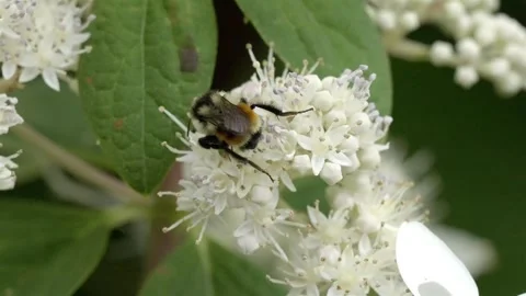 Bumblebee collecting nectar from a white flower, the process of pollination Stock Footage 318205052