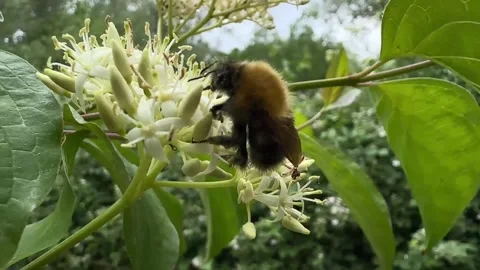 Bumblebee collecting nectar from white flowers Stockbeeldmateriaal 310502985