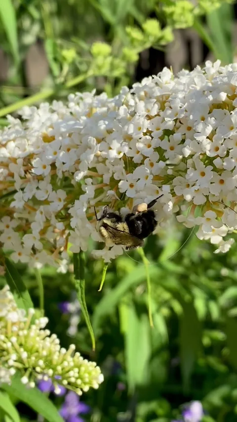 Bumblebee collecting nectar on white flowers. Video stock 338423185