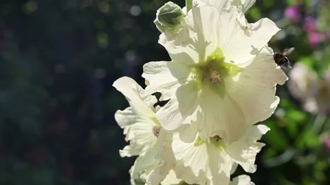 Bumblebee collecting nectar from a white hollyhock flower and flying away in a Stock Footage 345759819