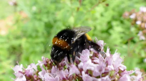 Bumblebee is collecting nectar on a wild flower Stock Footage 52730228