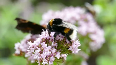 Bumblebee is collecting nectar on a wild flower Stock Footage 52730287