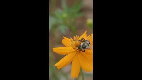 Bumblebee Collecting Nectar from Yellow Flower in Close-Up View Stock Footage 343454965