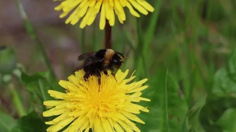 Bumblebee collecting pollen and flying away from dandelion flower Stock Footage 346784872