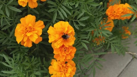 A bumblebee collecting pollen on a bright orange marigold flower. 스톡 동영상 340281492
