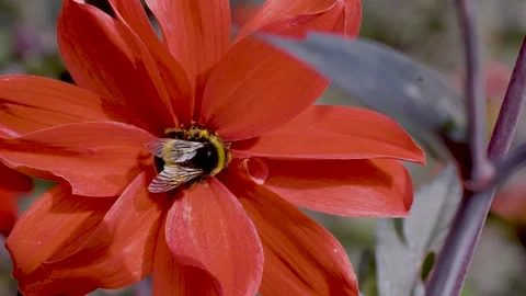 Bumblebee Collecting Pollen on Bright Red Flower Stockbeeldmateriaal 314476440
