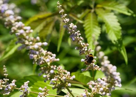 Bumblebee collecting pollen on chaste tree blooming branch. Stock Photos