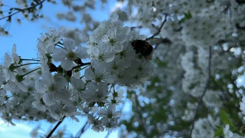 Bumblebee collecting pollen from cherry blossoms in spring Stock Footage 307130763