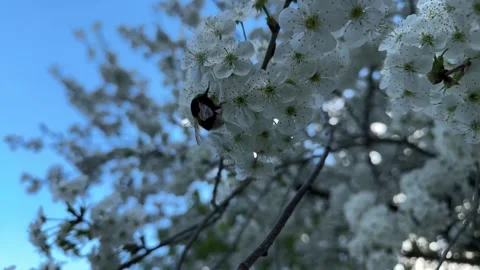 Bumblebee collecting pollen from cherry blossoms in spring Stock Footage 307130863