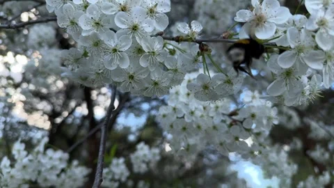 Bumblebee collecting pollen from cherry blossoms in spring Stock Footage 307131143