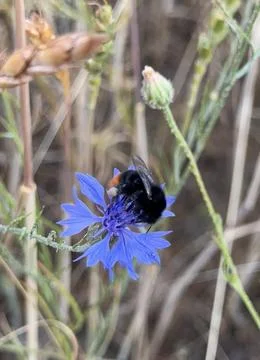 Bumblebee Collecting Pollen on Cornflower Foto stock