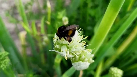 Bumblebee collecting pollen on flower close up Video stock 337540826