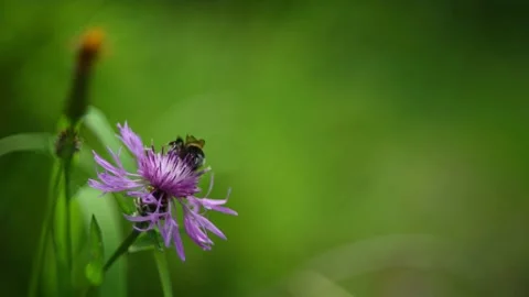 A bumblebee is collecting pollen from a flower Stock-Footage 211461965