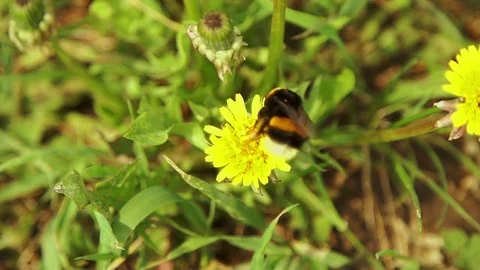 Bumblebee collecting pollen Видео 74760888