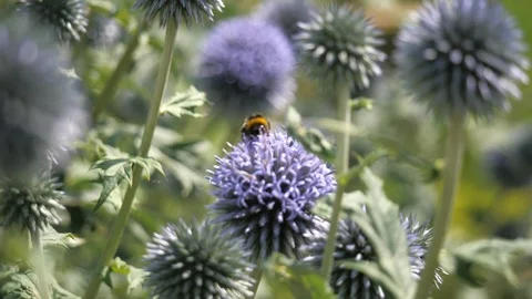 Bumblebee collecting pollen Stock Footage 116490317