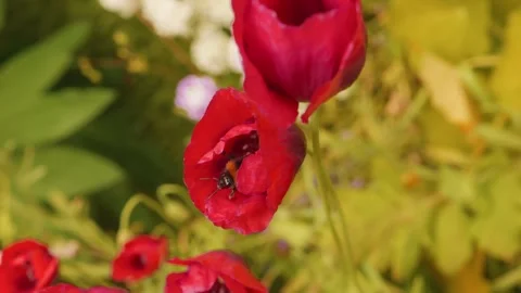 Bumblebee collecting pollen inside a large red poppy stock footage Vídeo Stock 311870364