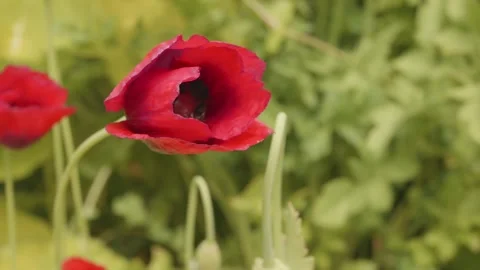 Bumblebee collecting pollen inside a large red poppy stock footage Видео 311870438