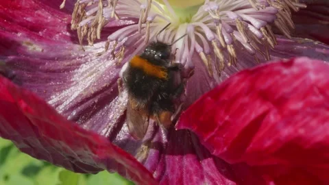 Bumblebee collecting pollen inside a large red poppy stock footage Видео 311870501