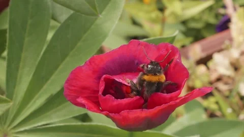 Bumblebee collecting pollen inside a large red poppy stock footage Видео 311870746