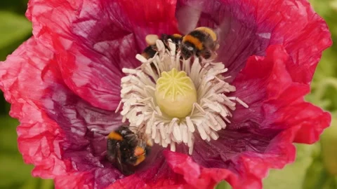 Bumblebee collecting pollen inside a large red poppy stock footage Vídeos de archivo 311871376