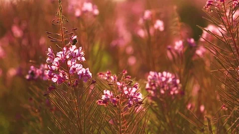 Bumblebee collecting pollen in large pink flower. evening. warm light. fireweed Stock Footage 113047803