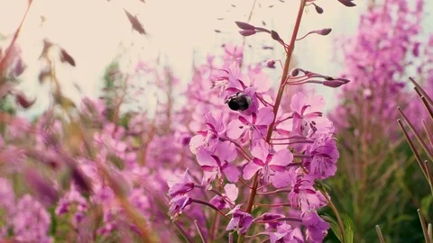 Bumblebee collecting pollen in a large pink flower. fireweed Stock Footage 113047829