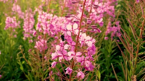 Bumblebee collecting pollen in a large pink flower. fireweed Stock Footage 113047861