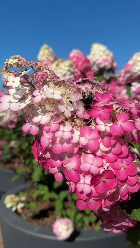 Bumblebee collecting pollen from Panicle Hydrangea outdoors. Pollination Stock-Footage 331461710