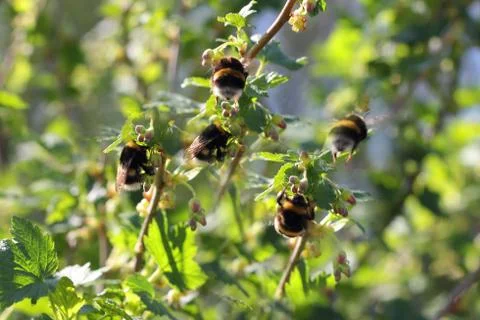 Bumblebee collecting pollen 库存照片