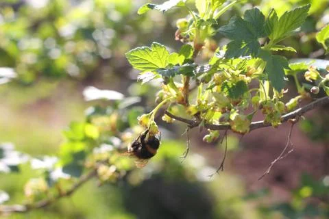 Bumblebee collecting pollen Stock-Fotos