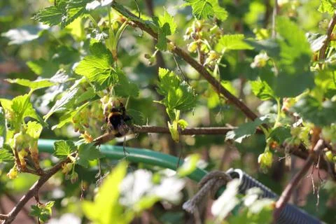 Bumblebee collecting pollen 库存照片
