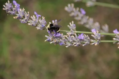 Bumblebee collecting pollen Stock Photos
