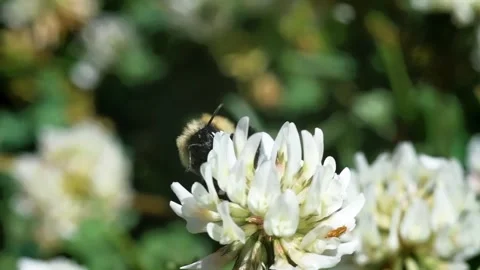 Bumblebee Collecting Pollen on White Clover Flowers in Summer Stock Footage 279123787