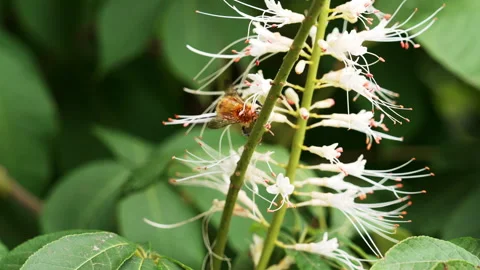 Bumblebee collecting pollen on the white flower Stock Footage 345413871