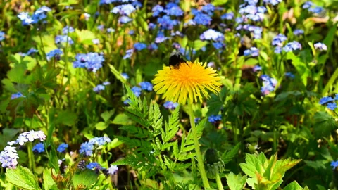 Bumblebee collects flower nectar on a spring meadow Stock Footage 131004442