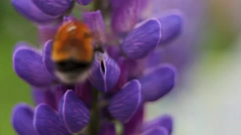 Bumblebee collects flower nectar on a spring meadow.In a spring flowering meadow Vidéo 136377622