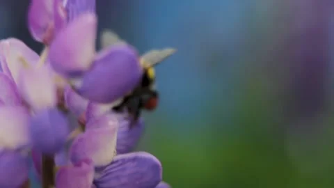Bumblebee collects flower nectar on a spring meadow.In a spring flowering meadow Stock-Footage 136377683