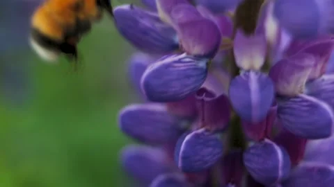 Bumblebee collects flower nectar on a spring meadow.In a spring flowering meadow 库存影片 136641210