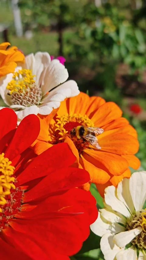 Bumblebee collects flower nectar at sunny day. red and yellow flowers Stock-Footage 341919257