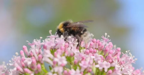 Bumblebee collects flower nectar at sunny day. Bumble bee in macro shot in .. Stock Footage 343404031